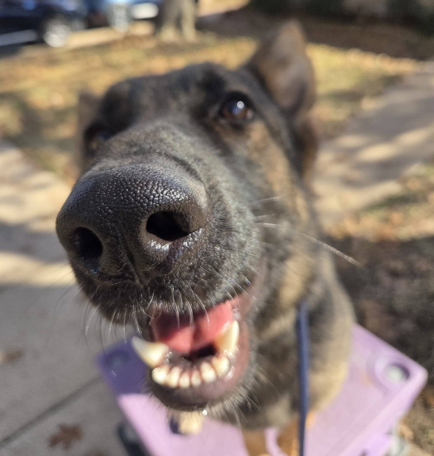 Sponsor a Training Dog In Need